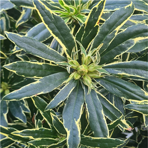 Rhododendron Pontica 'Variegatum'